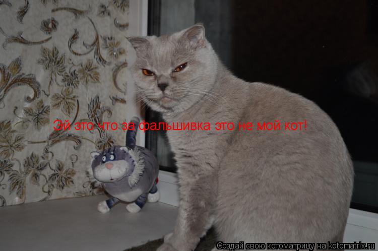 Котоматрица: Эй это что за фальшивка это не мой кот!