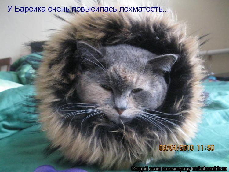 Котоматрица: У Барсика очень повысилась лохматость...