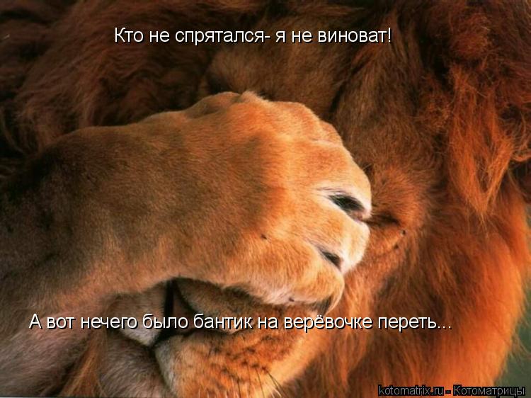 Котоматрица: Кто не спрятался- я не виноват! А вот нечего было бантик на верёвочке переть...