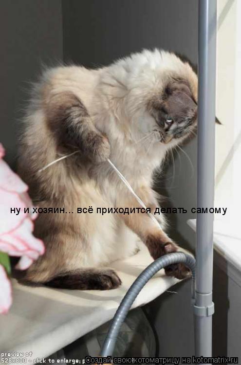 Котоматрица: ну и хозяин... всё приходится делать самому