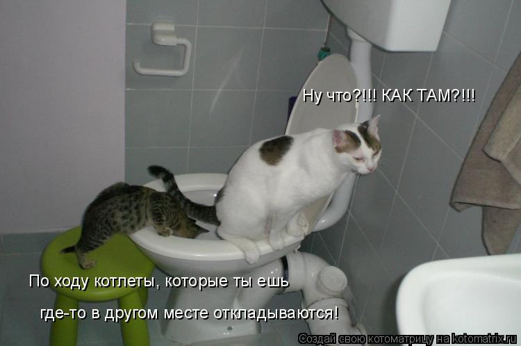 Котоматрица: Ну что?!!! КАК ТАМ?!!! По ходу котлеты, которые ты ешь  где-то в другом месте откладываются!