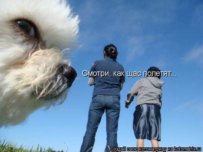 Котоматрица: Смотри, как щас полетят...