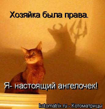 Котоматрица: Хозяйка была права. Хозяйка была права. Я- настоящий ангелочек! Я- настоящий ангелочек!