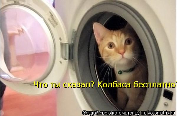 Котоматрица: Что ты сказал? Колбаса бесплатно?????