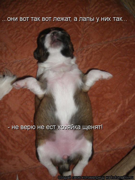 Котоматрица: ...они вот так вот лежат, а лапы у них так...  - не верю не ест хозяйка щенят!
