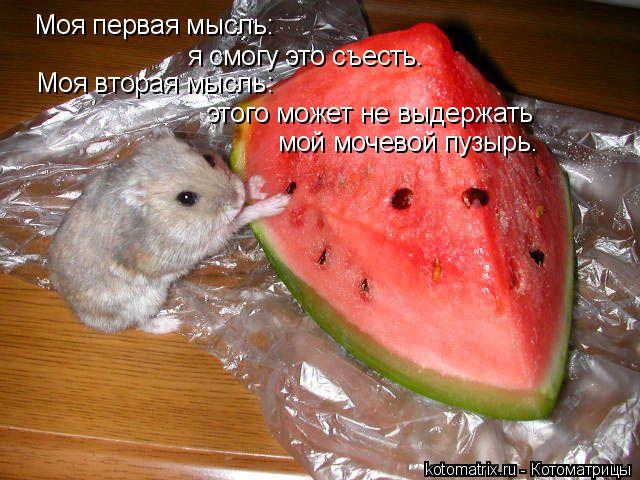 Котоматрица: Моя первая мысль: я смогу это съесть. Моя вторая мысль: этого может не выдержать мой мочевой пузырь.