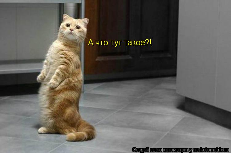 Котоматрица: А что тут такое?!