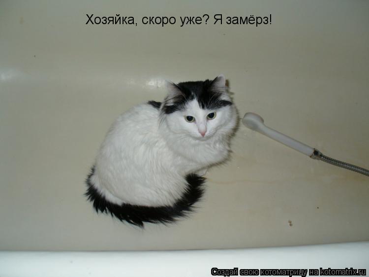 Котоматрица: Хозяйка, скоро уже? Я замёрз!