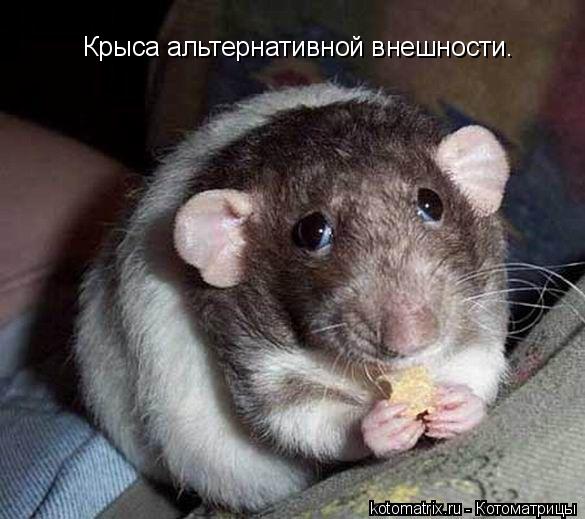 Крыса альтернативной внешности.... Котоматрица: Крыса альтернативной внешности.