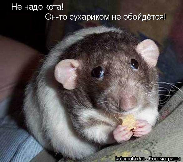 Не надо кота! Он-то сухариком не обойдётся!... Котоматрица: Не надо кота! Он-то сухариком не обойдётся!