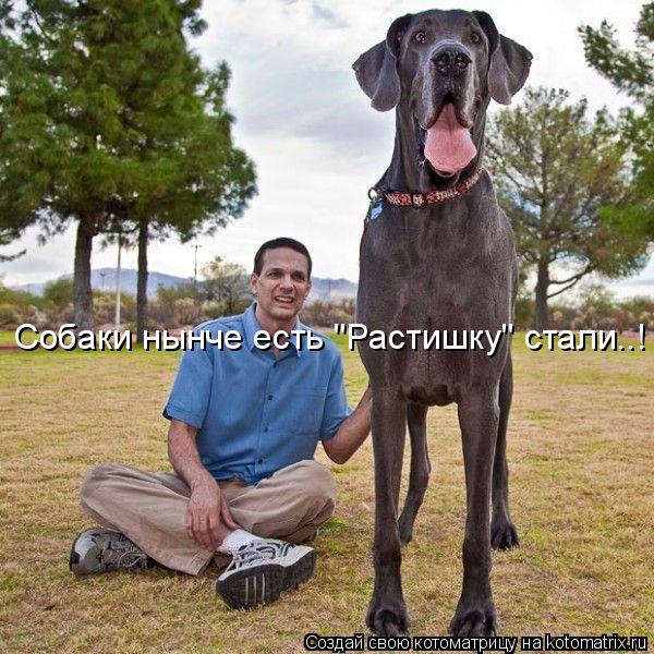 Собаки нынче есть "Растишку" стали..!... Котоматрица: Собаки нынче есть "Растишку" стали..!