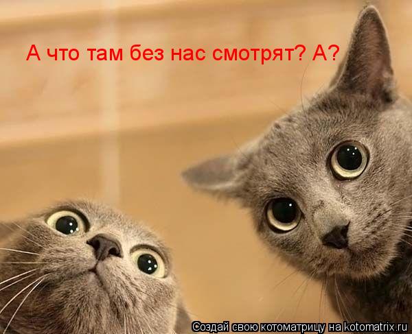 А что там без нас смотрят? А?... Котоматрица: А что там без нас смотрят? А?