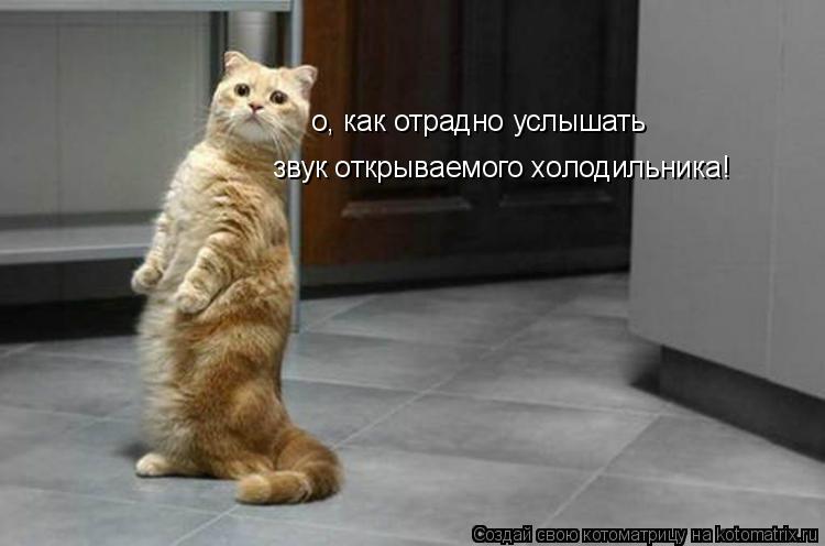 о, как отрадно услышать звук открываемого холодильника!... Котоматрица: о, как отрадно услышать звук открываемого холодильника!
