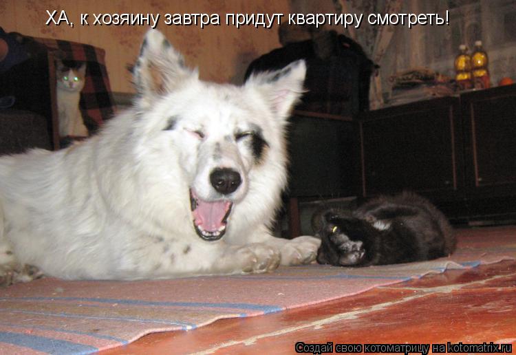 ХА, к хозяину завтра придут квартиру смотреть!... Котоматрица: ХА, к хозяину завтра придут квартиру смотреть!
