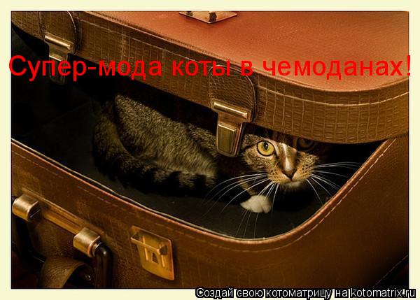Супер-мода коты в чемоданах!... Котоматрица: Супер-мода коты в чемоданах!