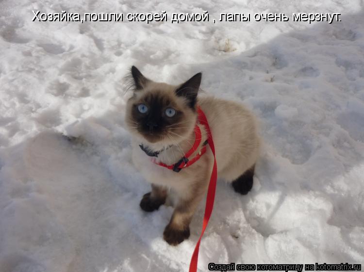 Хозяйка,пошли скорей домой , лапы очень мерзнут. Хозяйка,пошли скорей домой , лапы очень мерзнут.... Котоматрица: Хозяйка,пошли скорей домой , лапы очень мерзнут. Хозяйка,пошли скорей домой , лапы очень мерзнут.