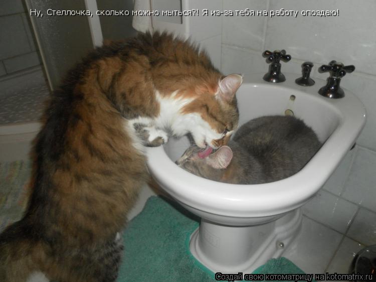 Ну, Стеллочка, сколько можно мыться?! Я из-за тебя на работу опоздаю!... Котоматрица: Ну, Стеллочка, сколько можно мыться?! Я из-за тебя на работу опоздаю!
