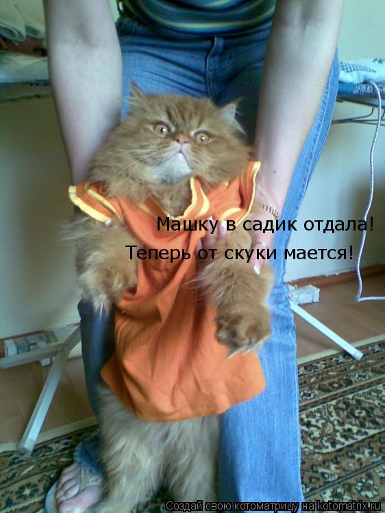 Машку в садик отдала! Теперь от скуки мается!... Котоматрица: Машку в садик отдала! Теперь от скуки мается!