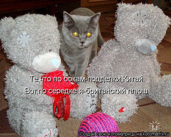 Те,что по бокам-подделки,Китай. Вот,по середке я-британский плюш... Котоматрица: Те,что по бокам-подделки,Китай. Вот,по середке я-британский плюш