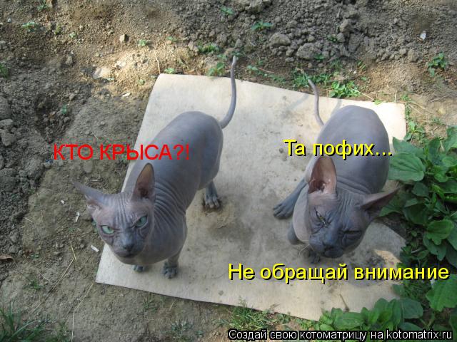 КТО КРЫСА?! Та пофих... Не обращай внимание... Котоматрица: КТО КРЫСА?! Та пофих... Не обращай внимание
