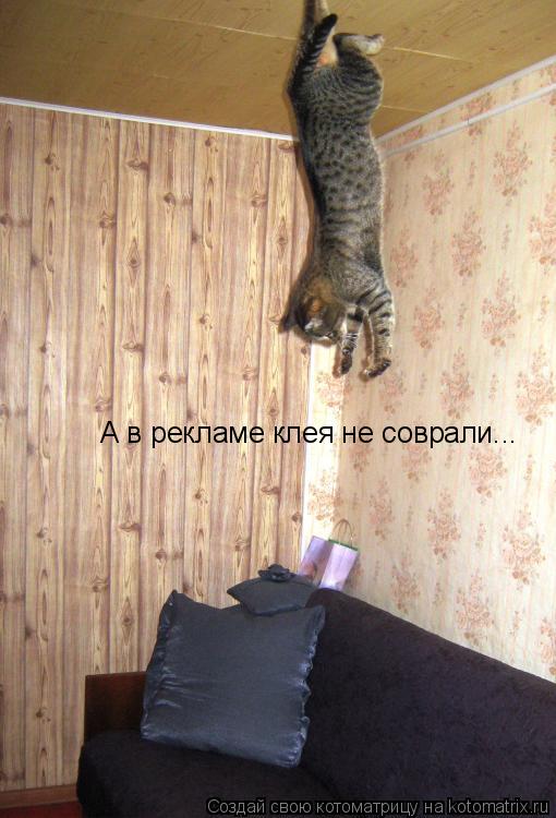 А в рекламе клея не соврали...... Котоматрица: А в рекламе клея не соврали...