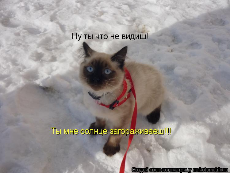 Ну ты что не видиш! Ты мне солнце загораживаеш!!!... Котоматрица: Ну ты что не видиш! Ты мне солнце загораживаеш!!!