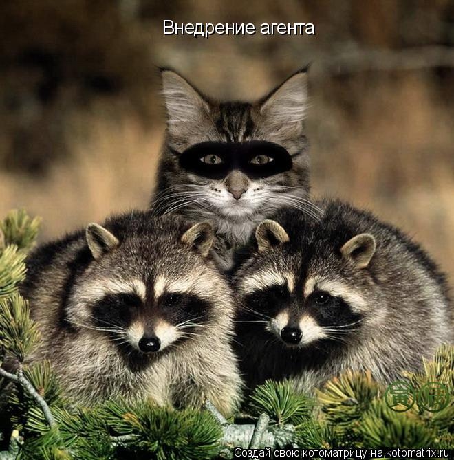 Внедрение агента... Котоматрица: Внедрение агента