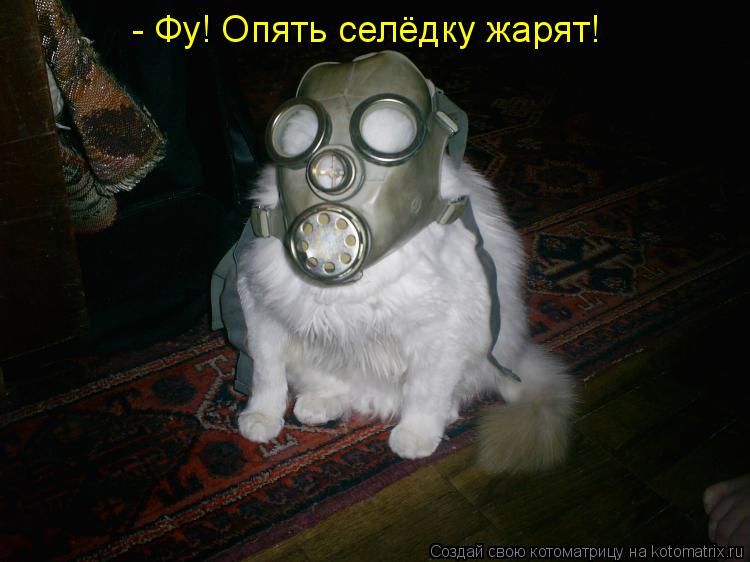 - Фу! Опять селёдку жарят!... Котоматрица: - Фу! Опять селёдку жарят!