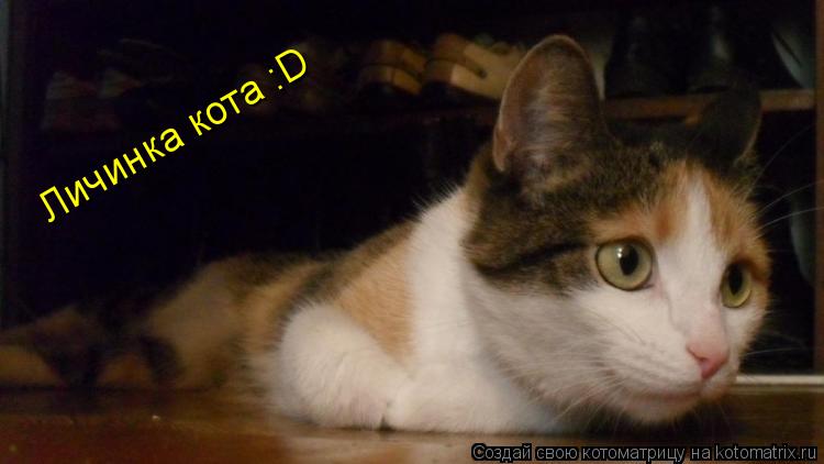 Личинка кота :D... Котоматрица: Личинка кота :D