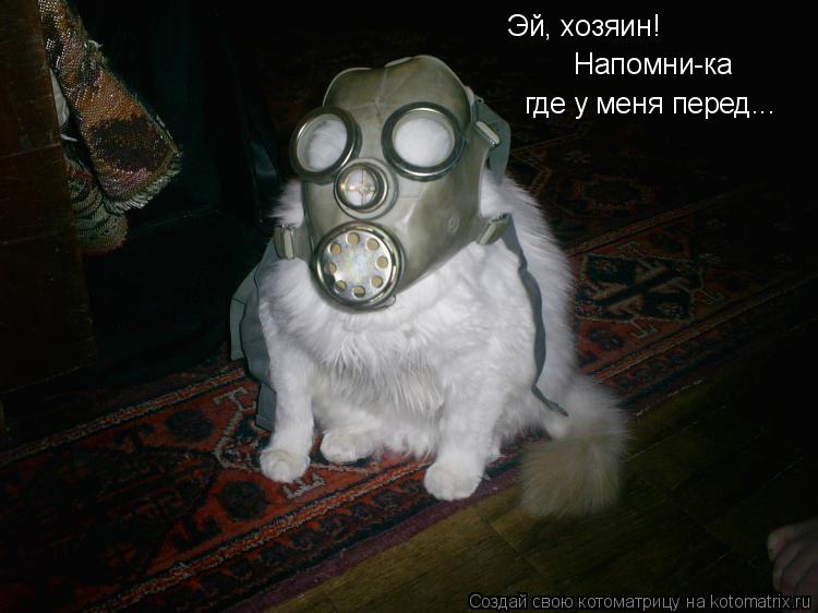 Эй, хозяин! Напомни-ка где у меня перед...... Котоматрица: Эй, хозяин! Напомни-ка где у меня перед...