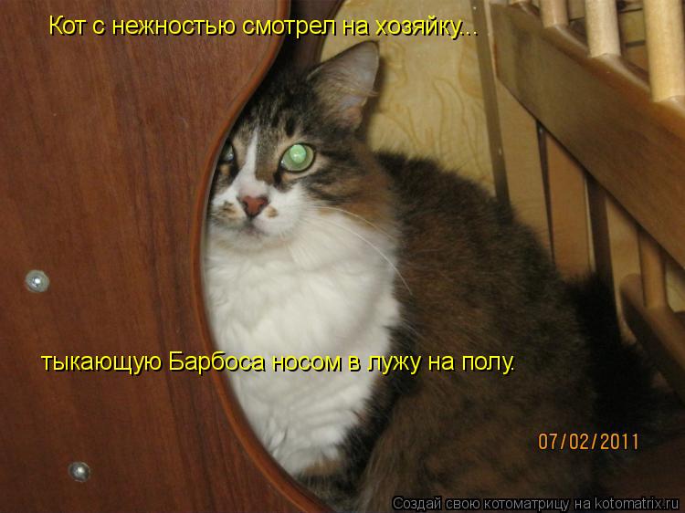 Кот с нежностью смотрел на хозяйку... тыкающую Барбоса носом в лужу на полу.... Котоматрица: Кот с нежностью смотрел на хозяйку... тыкающую Барбоса носом в лужу на полу.