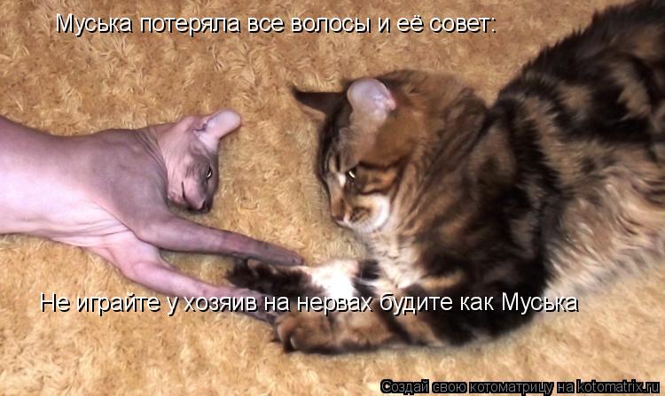 Муська потеряла все волосы и её совет: Не играйте у хозяив на нервах будите как Муська... Котоматрица: Муська потеряла все волосы и её совет: Не играйте у хозяив на нервах будите как Муська