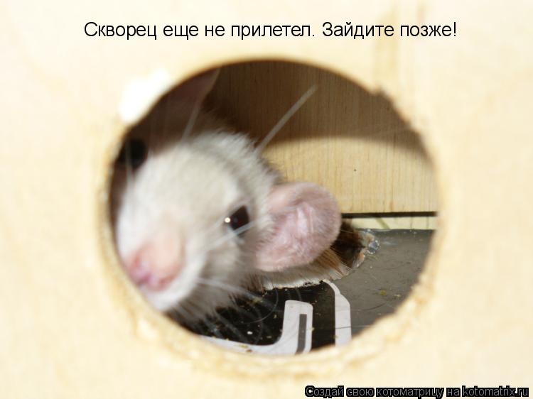 Скворец еще не прилетел. Зайдите позже!... Котоматрица: Скворец еще не прилетел. Зайдите позже!