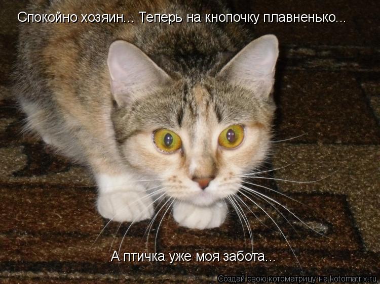 Спокойно хозяин... Теперь на кнопочку плавненько... А птичка уже моя забота...... Котоматрица: Спокойно хозяин... Теперь на кнопочку плавненько... А птичка уже моя забота...