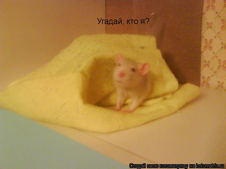 Угадай, кто я?... Котоматрица: Угадай, кто я?