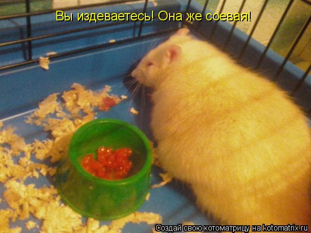 Вы издеваетесь! Она же соевая!... Котоматрица: Вы издеваетесь! Она же соевая!