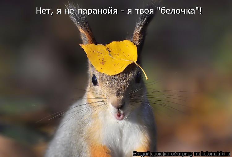 Нет, я не паранойя - я твоя "белочка"!... Котоматрица: Нет, я не паранойя - я твоя "белочка"!