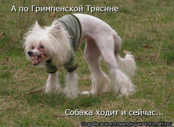 А по Гримпенской Трясине Собака ходит и сейчас...... Котоматрица: А по Гримпенской Трясине Собака ходит и сейчас...