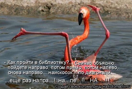 - Как пройти в библиотеку?... Сейчас объясню: пойдете направо, потом прямо, потом налево, снова напра... Котоматрица: - Как пройти в библиотеку?... Сейчас объясню: пойдете направо, потом прямо, потом налево, снова направо....наискосок....по диагонали.... ...еще раз