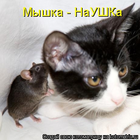 Мышка - НаУШКа... Котоматрица: Мышка - НаУШКа
