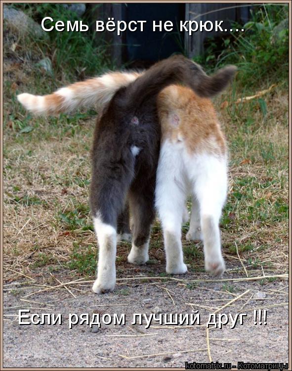 Семь вёрст не крюк.... Если рядом лучший друг !!!... Котоматрица: Семь вёрст не крюк.... Если рядом лучший друг !!!