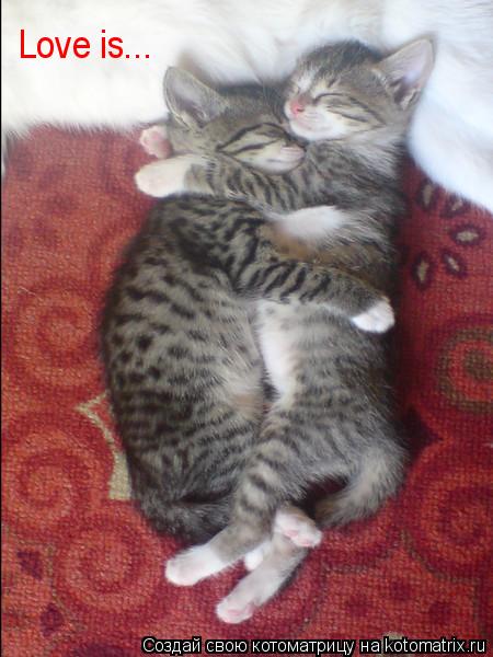 Love is...... Котоматрица: Love is...