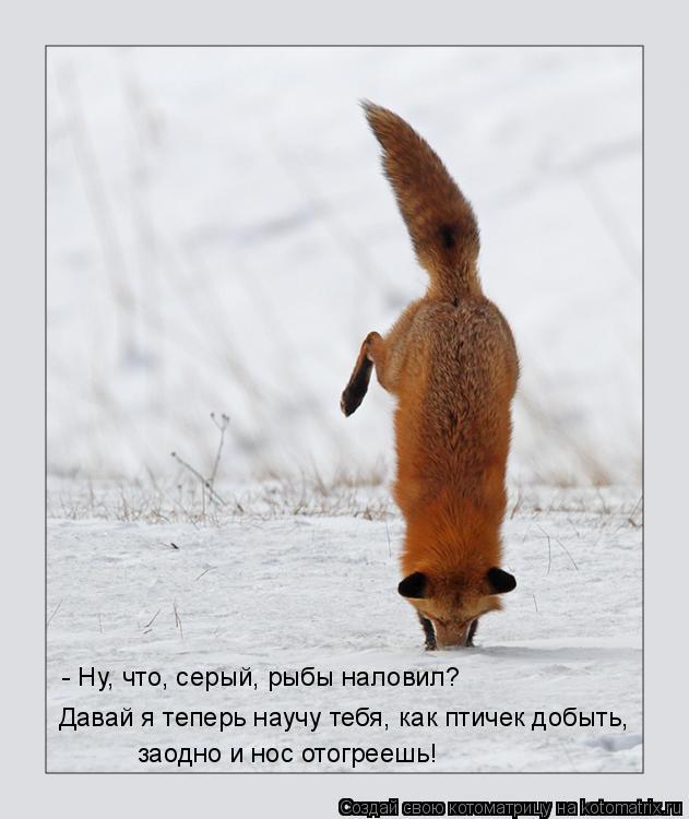 - Ну, что, серый, рыбы наловил? Давай я теперь научу тебя, как птичек добыть, заодно и нос отогреешь... Котоматрица: - Ну, что, серый, рыбы наловил? Давай я теперь научу тебя, как птичек добыть, заодно и нос отогреешь!