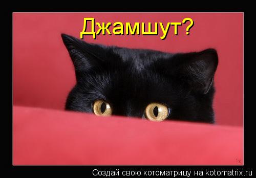 Джамшут?... Котоматрица: Джамшут?
