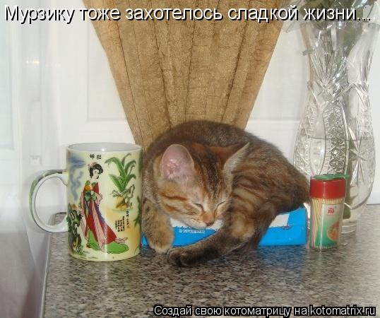 Мурзику тоже захотелось сладкой жизни...... Котоматрица: Мурзику тоже захотелось сладкой жизни...