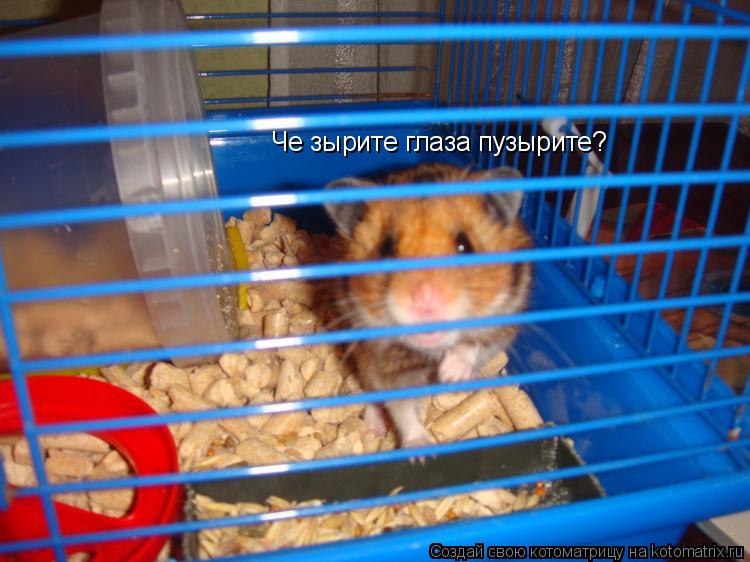 Че зырите глаза пузырите?... Котоматрица: Че зырите глаза пузырите?