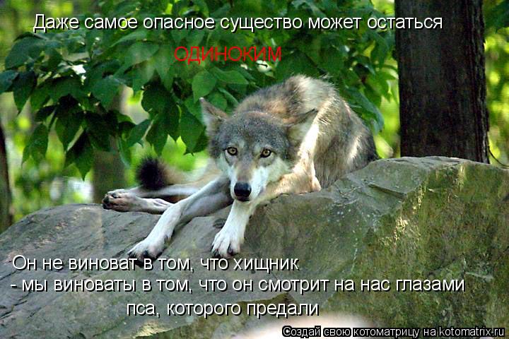 Даже самое опасное существо может остаться ОДИНОКИМ Он не виноват в том, что хищник - мы виноваты в... Котоматрица: Даже самое опасное существо может остаться ОДИНОКИМ Он не виноват в том, что хищник - мы виноваты в том, что он смотрит на нас глазами пса, к