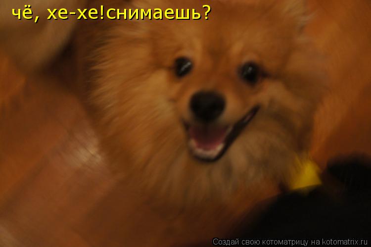 чё, хе-хе!снимаешь?... Котоматрица: чё, хе-хе!снимаешь?
