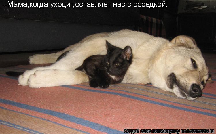 --Мама,когда уходит,оставляет нас с соседкой.... Котоматрица: --Мама,когда уходит,оставляет нас с соседкой.