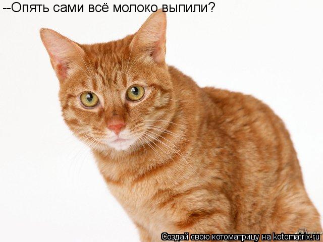 --Опять сами всё молоко выпили?... Котоматрица: --Опять сами всё молоко выпили?